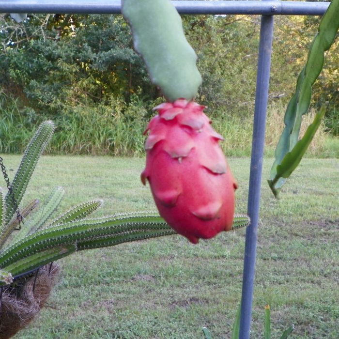 Valdivia Roja Dragon Fruit