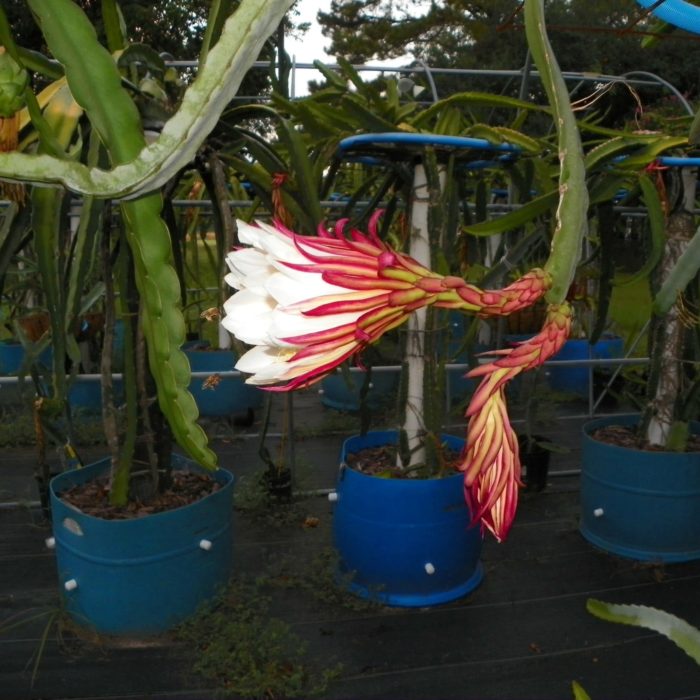 Valdivia Roja Dragon Fruit flower