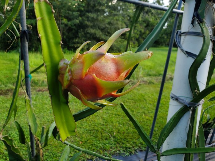 Jamaican Dragon Fruit on vine