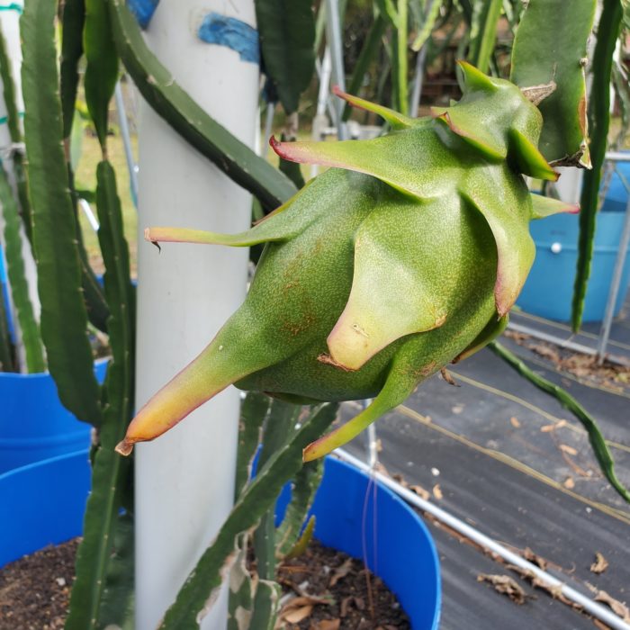 Ax Dragon Fruit on plant
