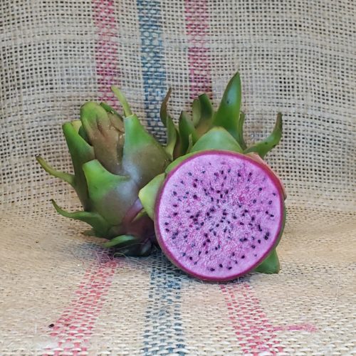 Edgars Baby Dragon Fruit by Spicy Exotics