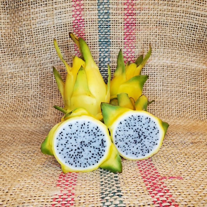 Israel Yellow Dragon Fruit by Spicy Exotics