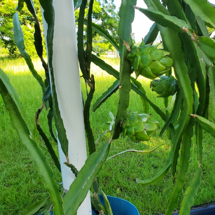 Connie Gee Dragon Fruit on the plant
