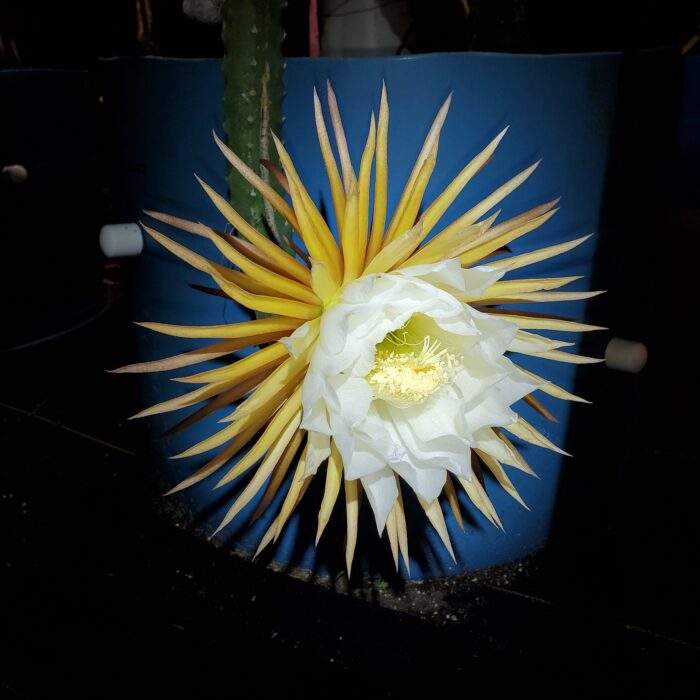Coneflower Moonlight Cactus Dragon Fruit Flower
