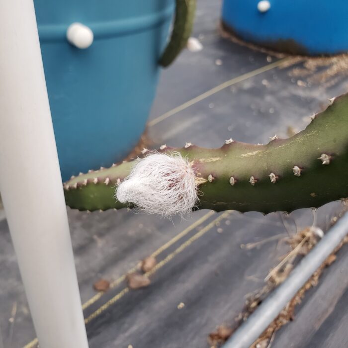 Coneflower Moonlight Cactus Dragon Fruit Flower Bud