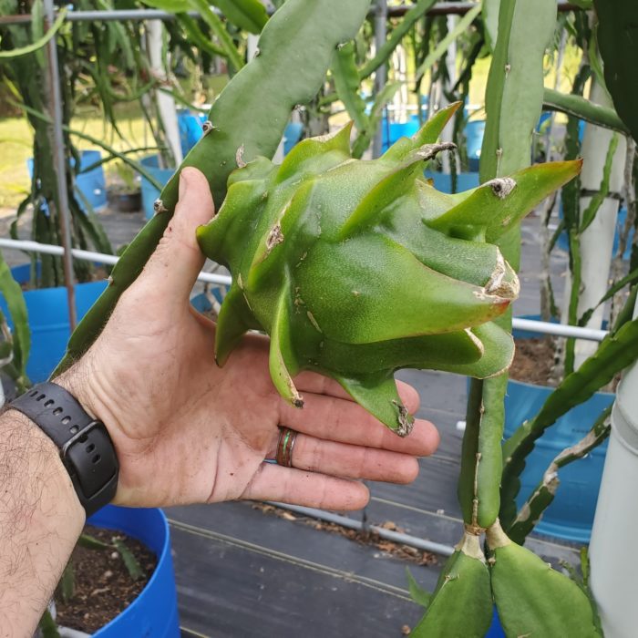 Asunta 4 Dragon Fruit on the plant