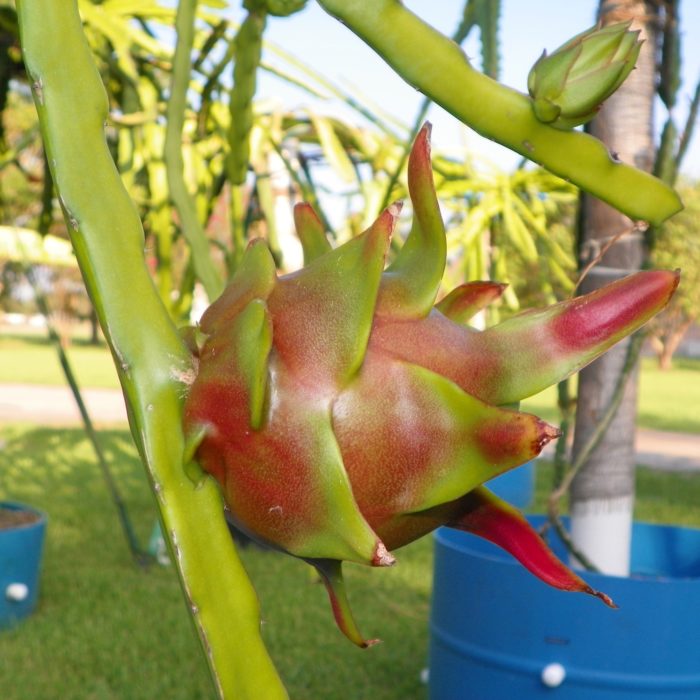 Dragon Fruit variety Condor fruit