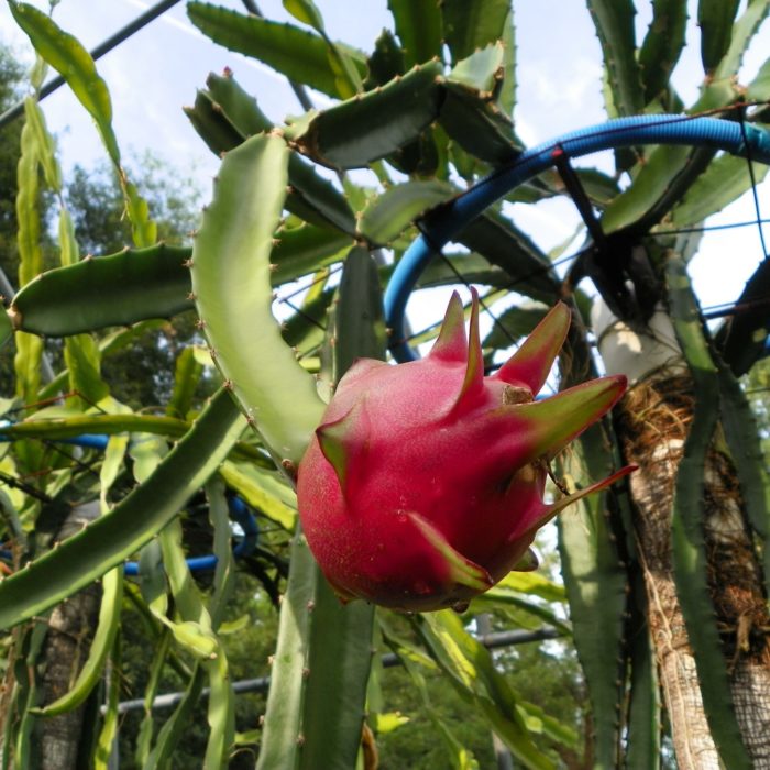 Country Roads Dragon Fruit