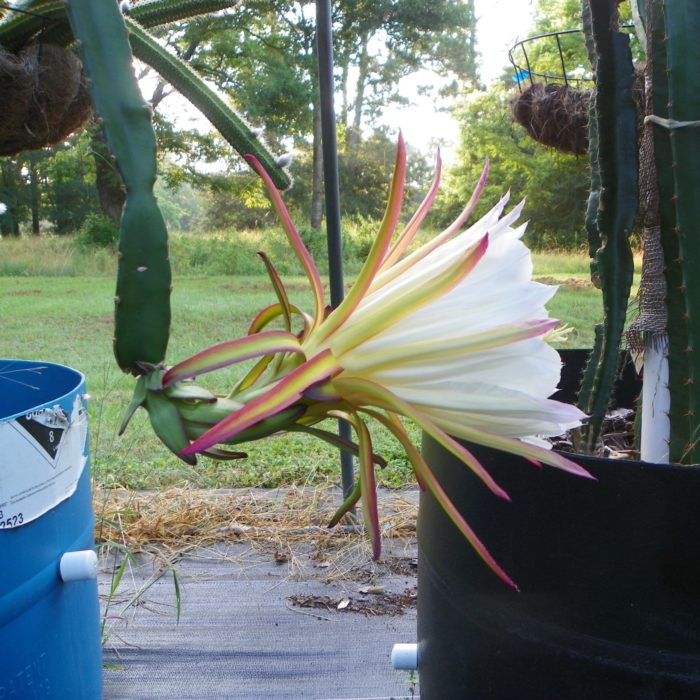 Country Roads Dragon Fruit Flower