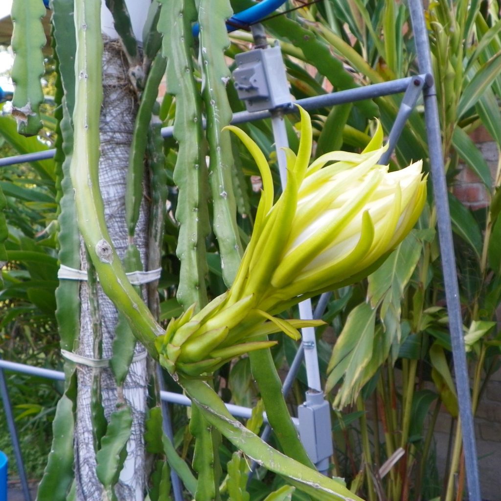 Hylocereus guatemalensis Dragon Fruit variety from Spicy Exotics