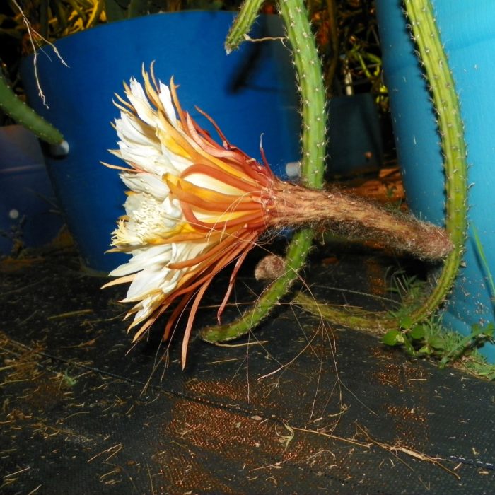 Selenicereus Hondurensis flower