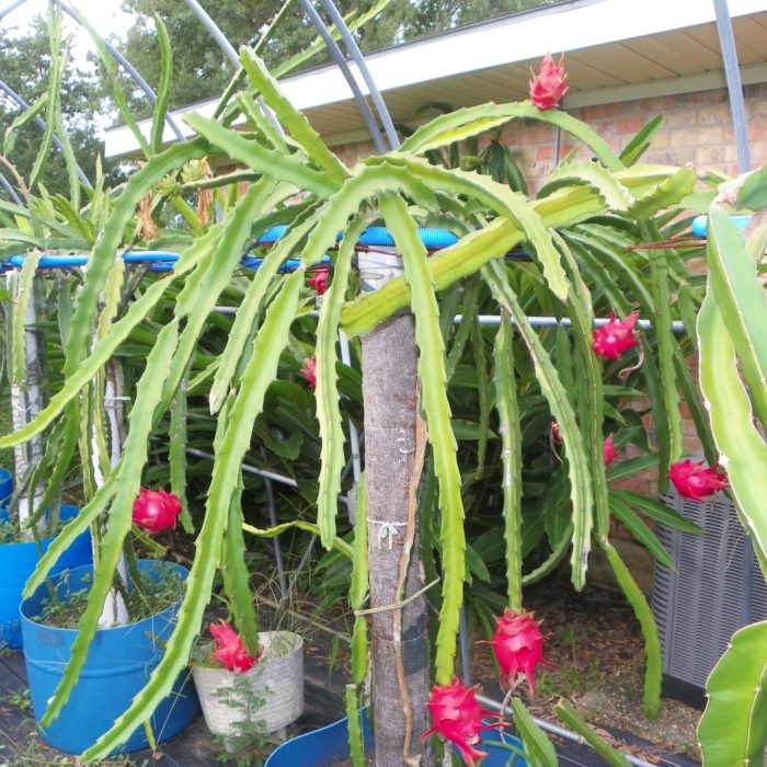 Dragon Fruit variety Hana plant