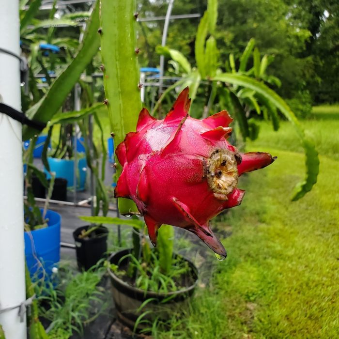 Michelle Dragon Fruit on plant