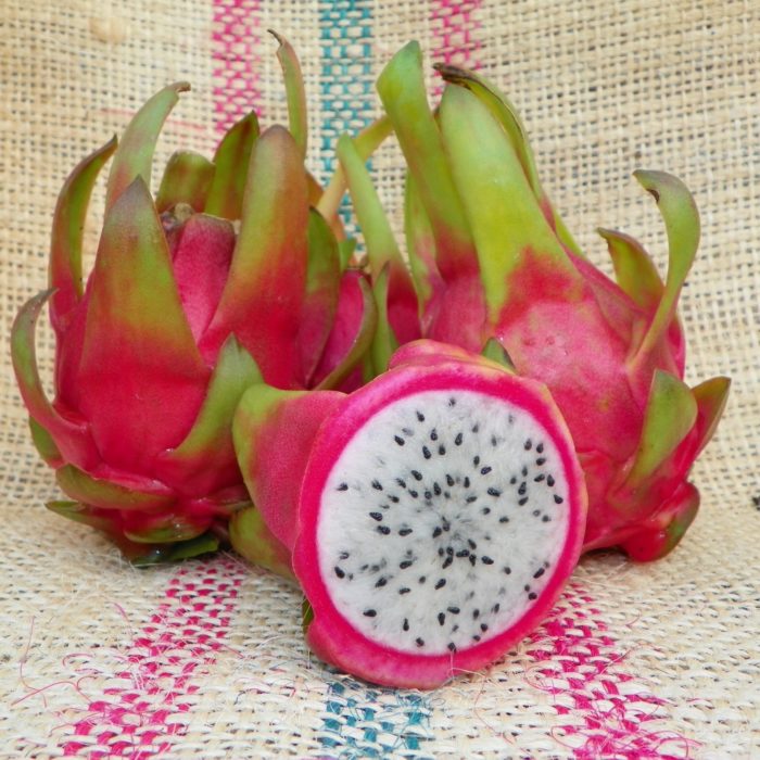 Dragon Fruit variety Maui Dragon from Spicy Exotics