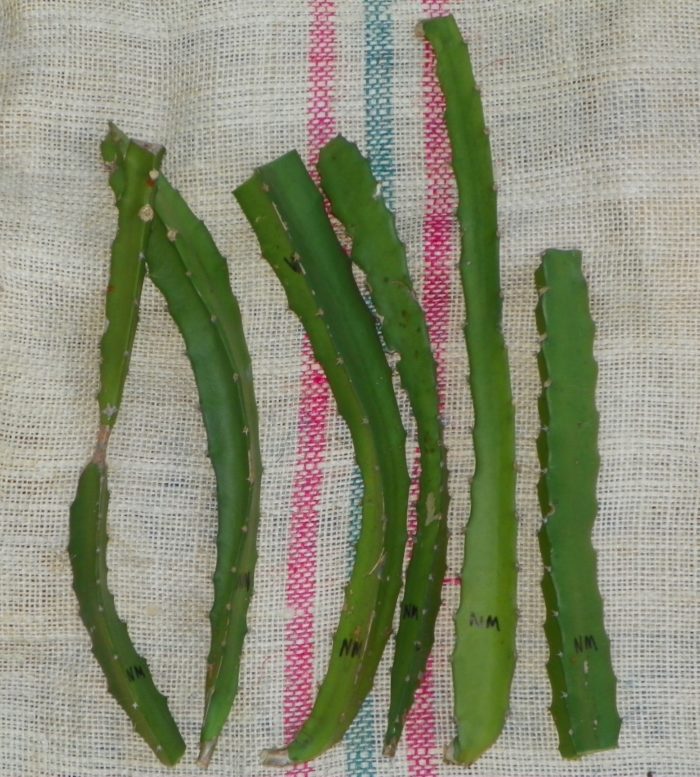 Dragon Fruit variety Natural Mystic cuttings