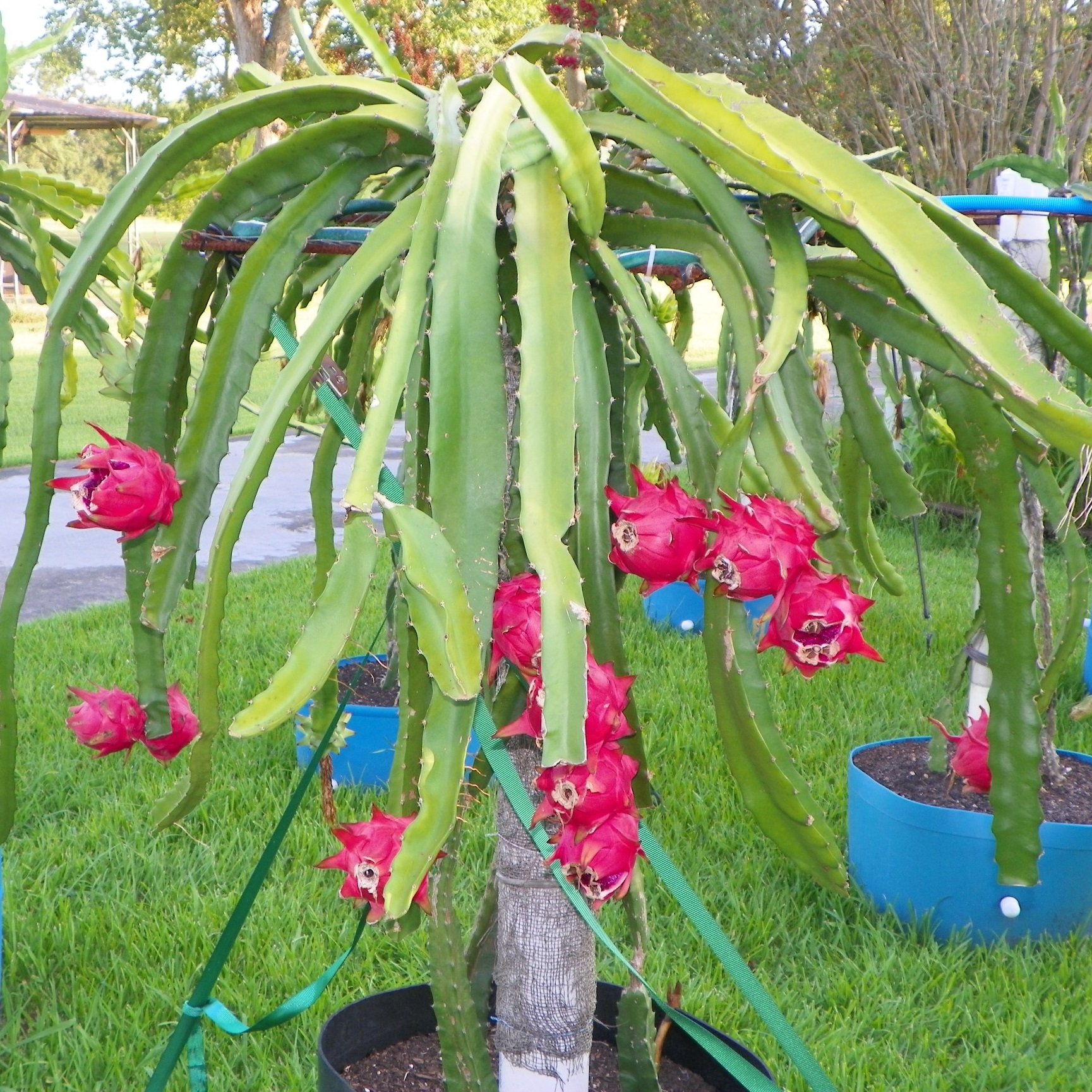 dragonia plant