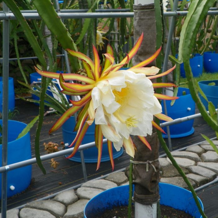 Dragon Fruit variety Hylocereus Polyrhizus flower