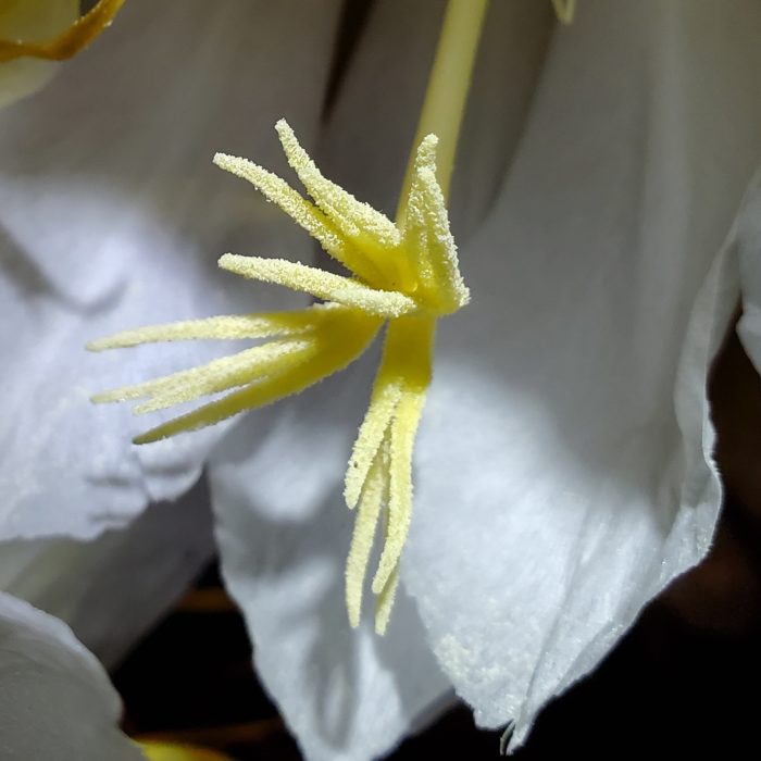 Selenicereus grandifloras flower stigma
