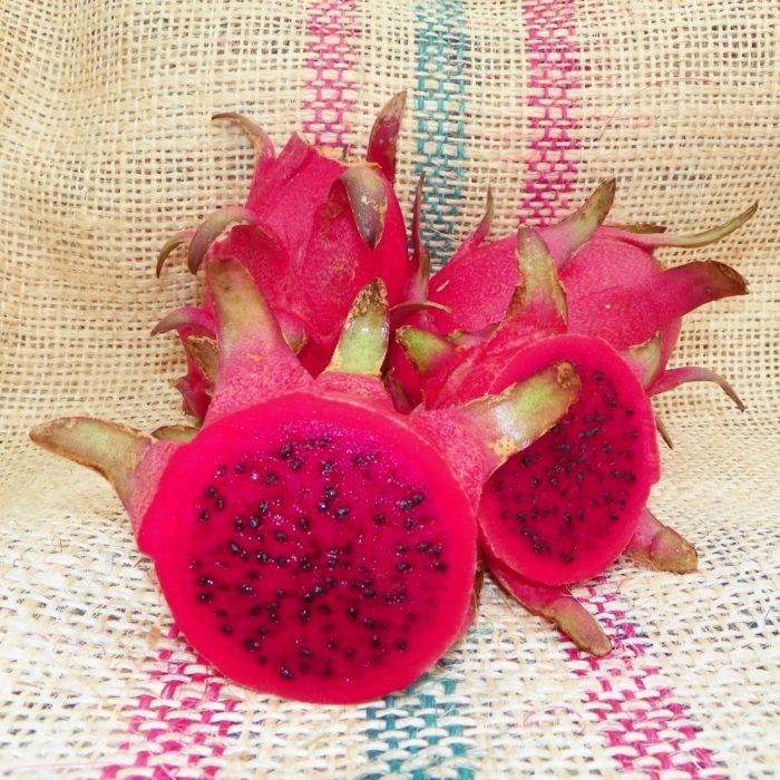 Dragon Fruit variety Rosa by Spicy Exotics