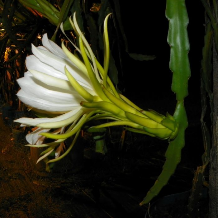 Shayna Dragon Fruit Flower