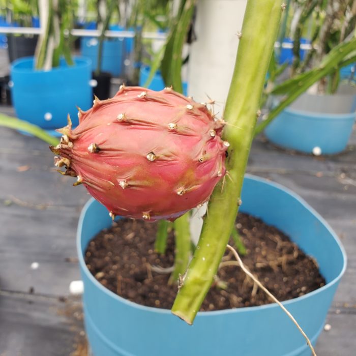 Thick King Dragon Fruit ready on plant
