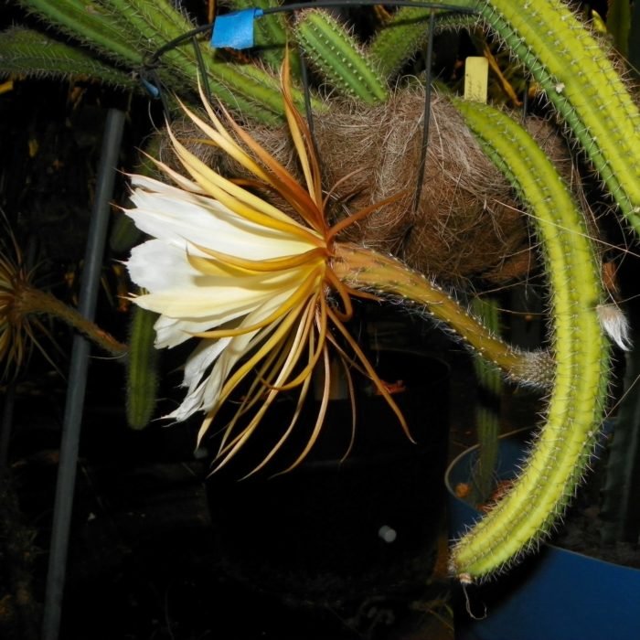 Selenicereus validus Flower