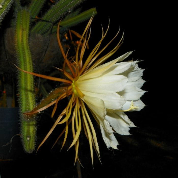 Selenicereus validus Flower