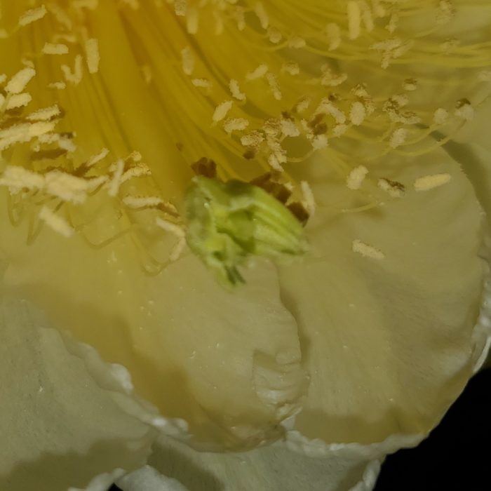 Yellow Dragon Fruit Flower Stigma