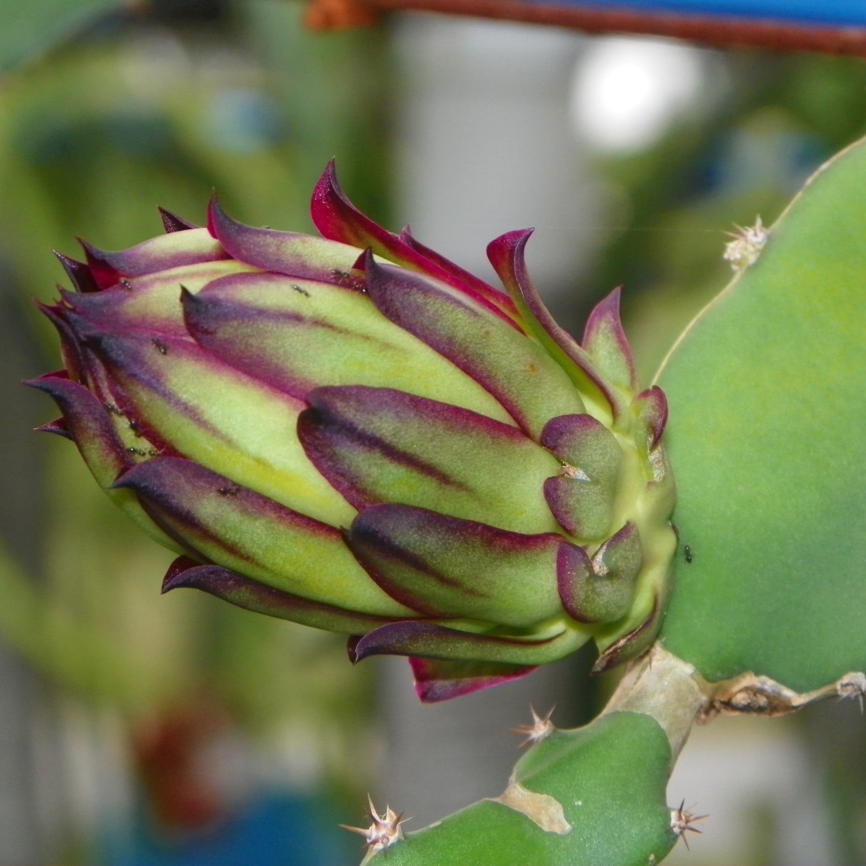 ROOTED Plant 1 Zamorano Dragon Fruit Cactus hylocereus polyrhizus
